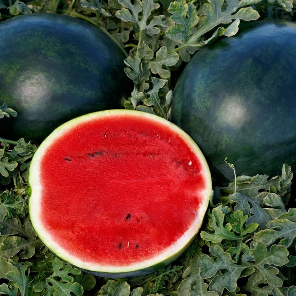 Little red watermelon plant grown from seeds with small, round fruits and sweet red flesh